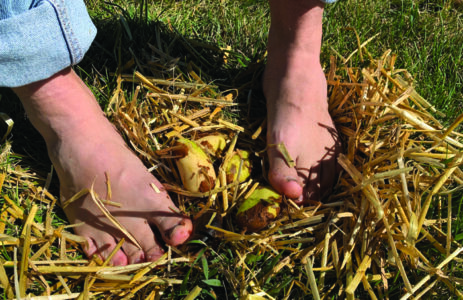 Closeup of peeling chuno by feet on straw